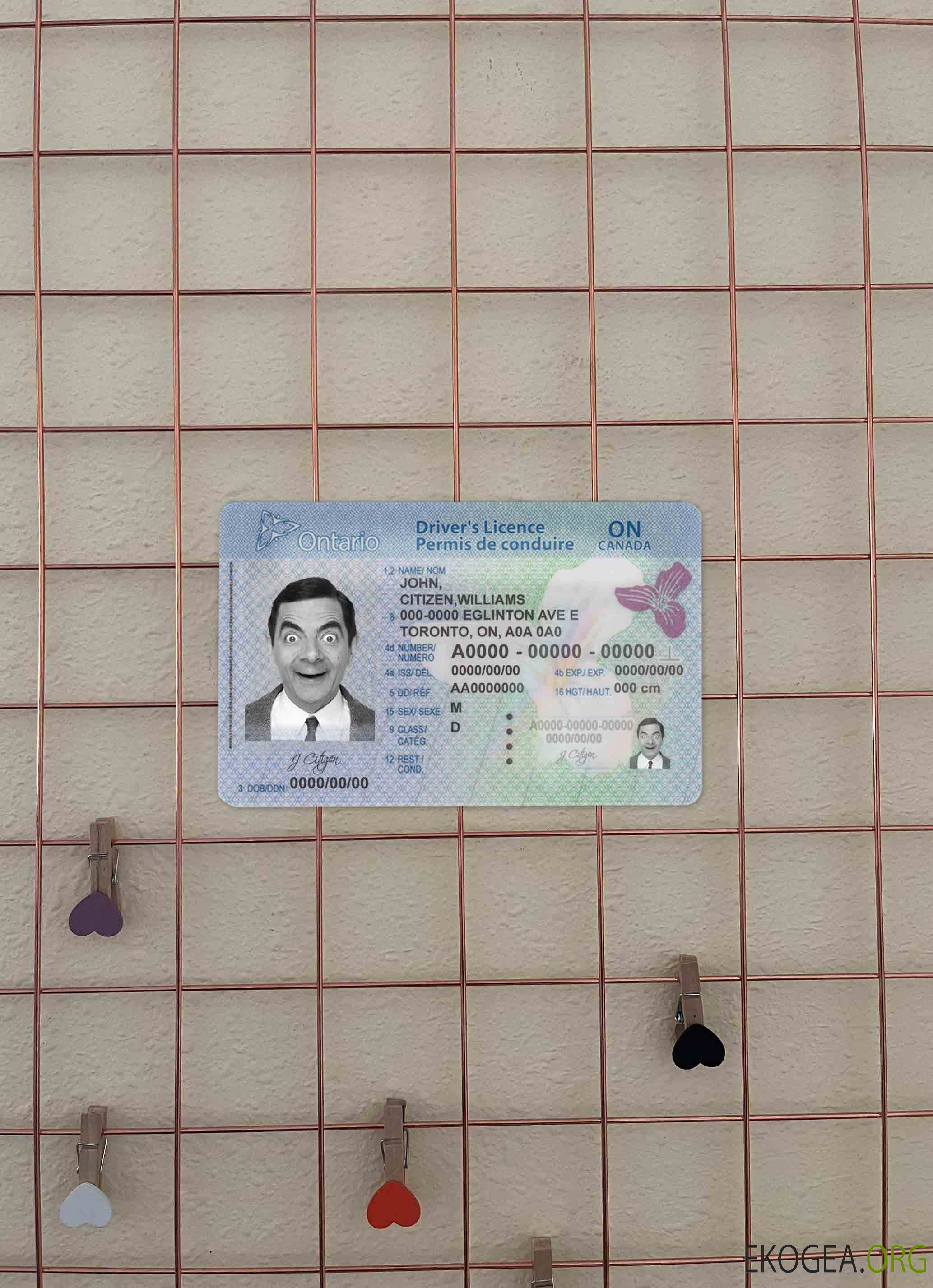 Canada Ontario DL (2018 – présent) photolook AVANT